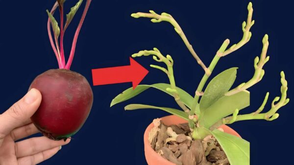 Só é preciso este vegetal da estação para fazer o jardim de orquídeas explodir