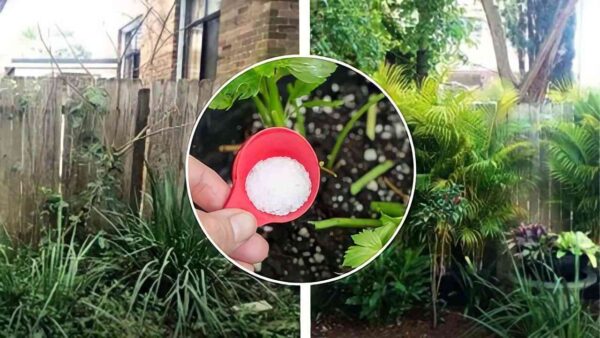 Sal para a máquina de lavar louça no jardim, isso é o que acontece com as plantas se você tentar