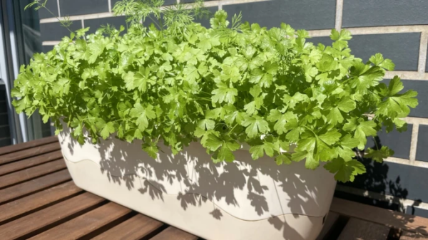 Salsa em vasos, os segredos para cultivá-la luxuriantemente