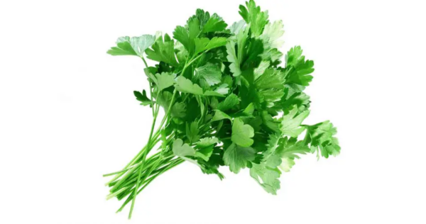 Salsa sempre fresca sem gastar dinheiro, o remédio a 0 custo