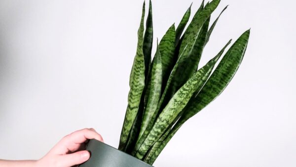 Sansevieria: os truques para fazê-lo crescer mais rápido