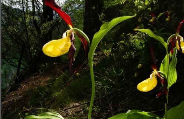 Scarpetta di Venere, a extraordinária orquídea em risco de extinção