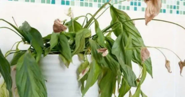 Se a sua planta murchou, pode reanimá-la com este simples e poderoso fertilizante