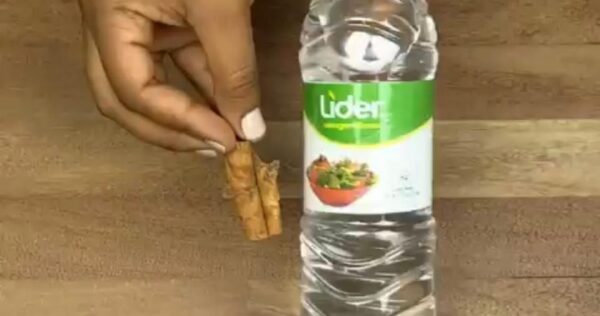 Se os insetos invadiram sua casa, não se preocupe: assim eles não serão mais um problema