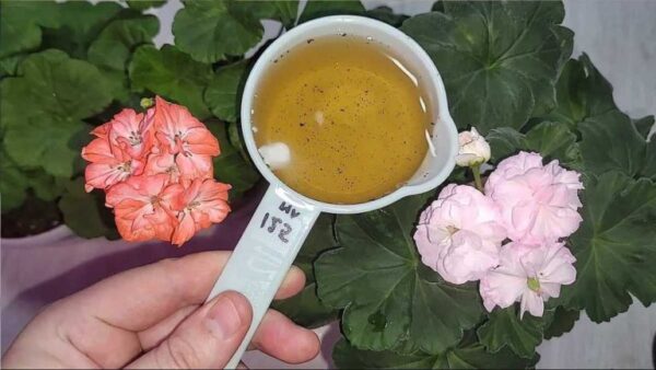 Se você colocar isso nas plantas, elas crescerão indefinidamente: durarão até 15 anos