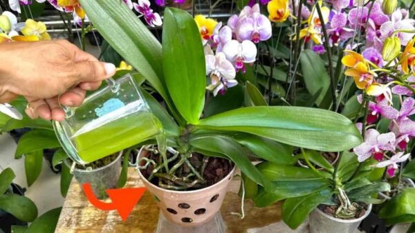 Se você derramar 1 xícara deste ingrediente, não tem ideia de quantas orquídeas florescem