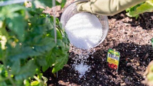Se você deseja plantas exuberantes e floridas em pouco tempo, use este fertilizante: os resultados vão te surpreender