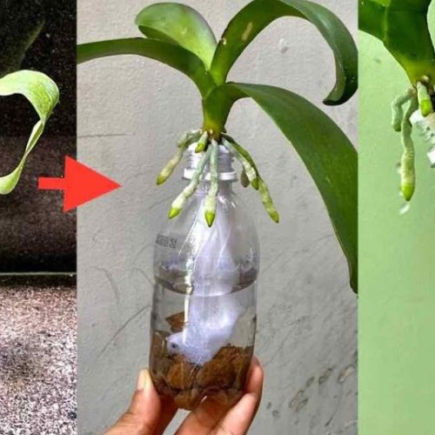 Se você fizer isso, nunca terá que se preocupar com o retorno de uma orquídea sem raízes à vida.