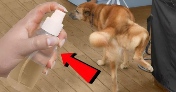 Se você fizer isso, tanto seus cães quanto os de seus vizinhos deixarão de urinar em sua casa.