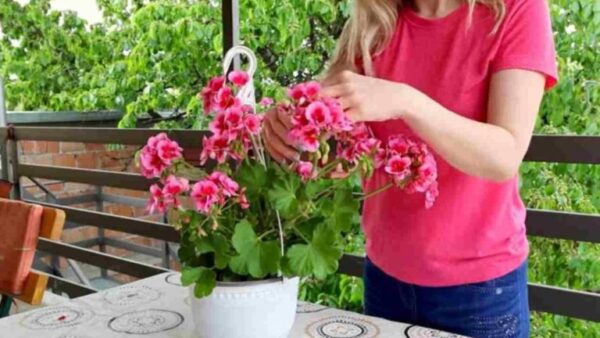 Se você fizer isso, todos os seus gerânios florescerão continuamente por mais de um ano.
