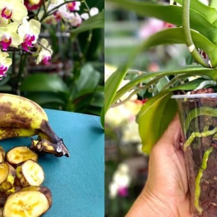 Se você não conhece esse método, faça agora | Como conseguir floração abundante da orquídea!