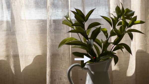 Se você notar isso em suas plantas, aja imediatamente ou elas morrerão – FOTO