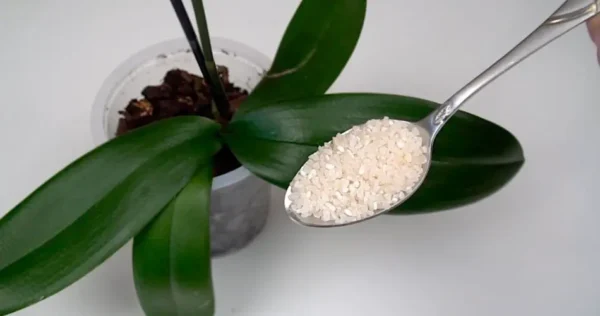 Se você quer que sua orquídea floresça o tempo todo, você precisa fazer isso todas as manhãs.