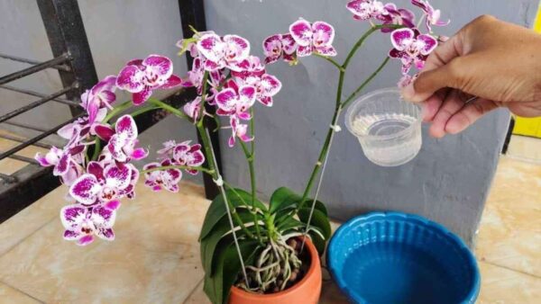 Se você quer uma orquídea vigorosa com muitas folhas brilhantes regue com este
