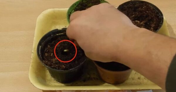 Sementes de limão, não jogue fora de novo: enterre-as e veja o que acontece 48 horas depois