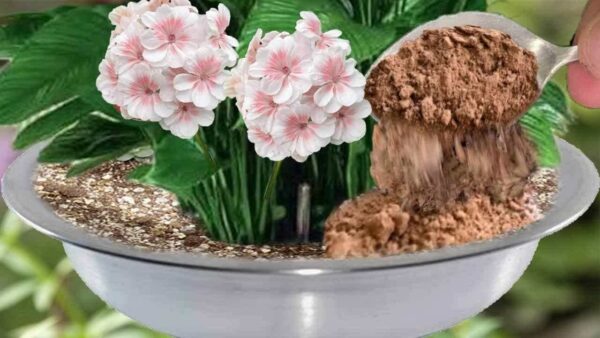 Será este adubo natural que encherá suas plantas favoritas de lindas flores