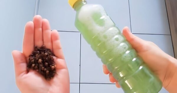 Seu cachorro ou gato vai parar de urinar em casa depois de fazer isso