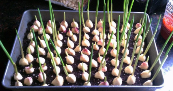 Smettila di comprare aglio. Coltivalo all’infinito con questi semplici trucchi per il giardino!