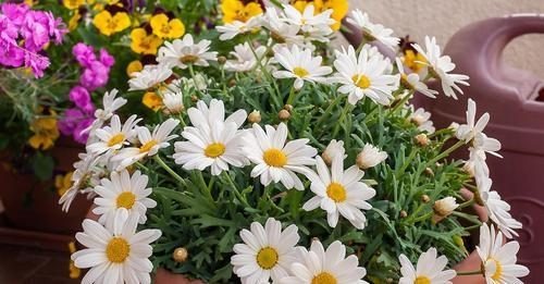 Solo úmido e sol pleno: como cultivar margarida