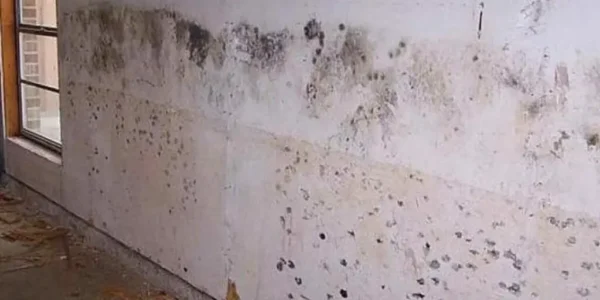 Soluções para eliminar permanentemente o mofo