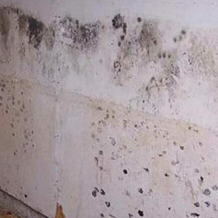 Soluções para remover mofo permanentemente