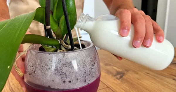 Suas orquídeas florescerão mais se você regá-las diariamente com este produto