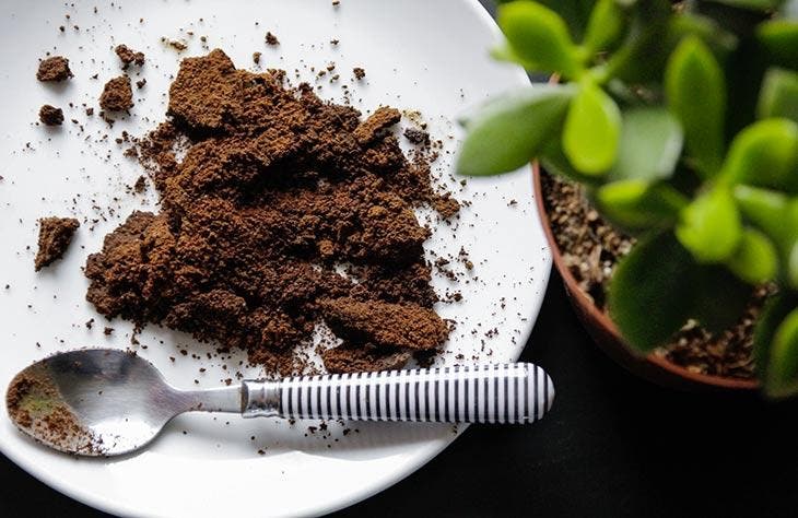 Suas plantas crescerão duas vezes mais rápido com este fertilizante natural 3 Café moído em um prato