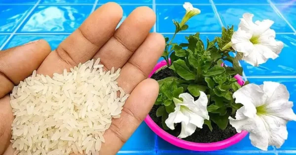 Suas plantas crescerão duas vezes mais rápido com este fertilizante natural