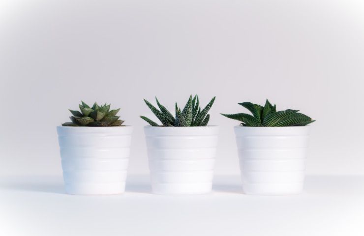 cultivo de plantas suculentas