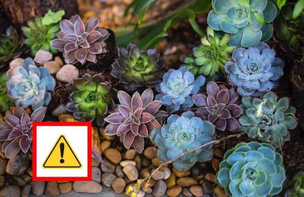 Suculentas, com esse método ficarão sempre saudáveis ​​e bonitas