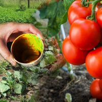 Super fertilizante para tomate. Eles dão frutos durante toda a temporada!