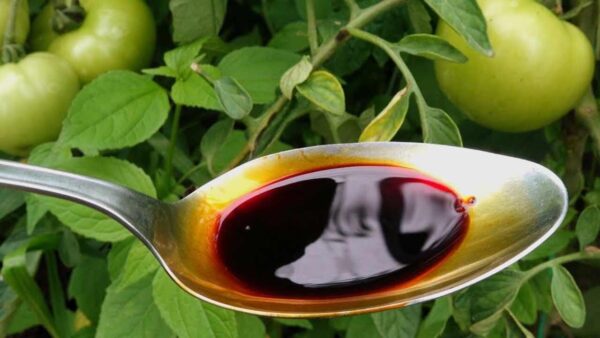 Suplemento chave para todas as plantas: tomate, abobrinha e pepino dobrado