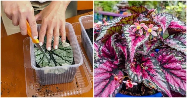 Tem baixas exigências e a sua folhagem ricamente decorada irá surpreender a todos. Como você faz uma begônia real crescer até um tamanho gigante?