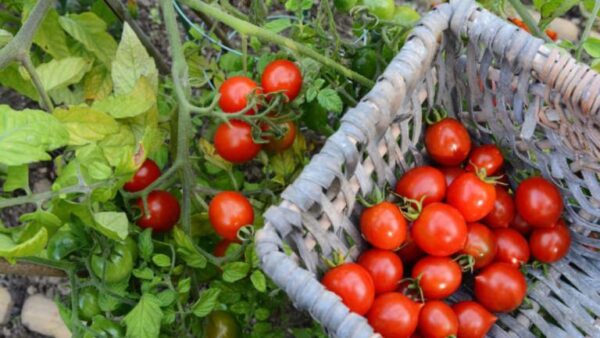Temporada do tomate no verão: dicas e truques em 2023