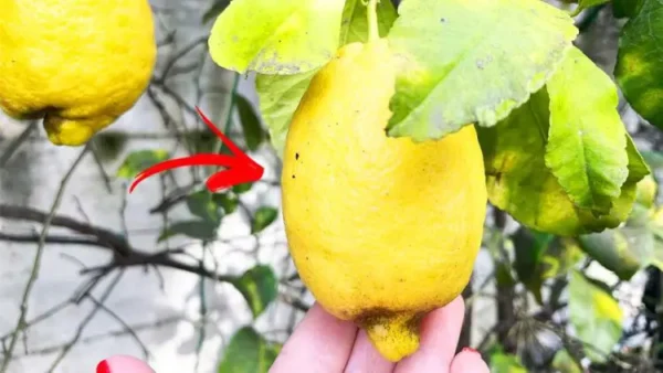 Todas as dicas práticas para manter um limoeiro – dicas de jardinagem