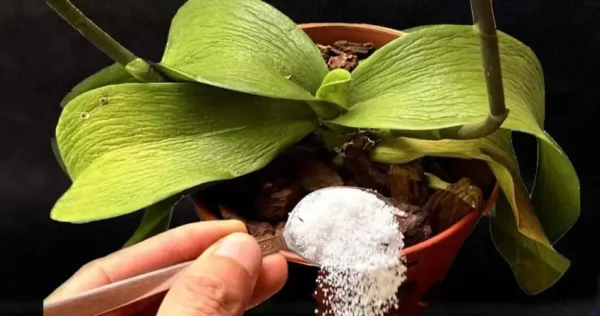 Todas as plantas murchas são trazidas de volta à vida desta forma: uma colher é suficiente