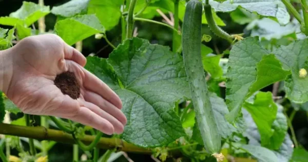 Tomate, pepino, abobrinha dobrados com esse ingrediente que tem na cozinha