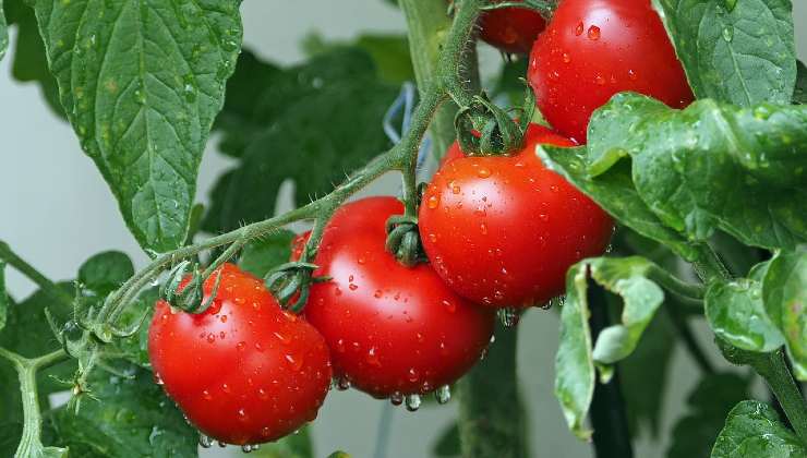 tomates