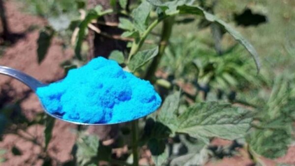 Tomate, pepino, abobrinha: remédios preventivos e tratamentos naturais