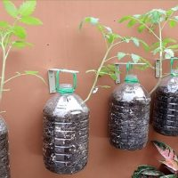 Tomates crescendo em garrafas plásticas na parede. Um método simples, adequado para varanda!