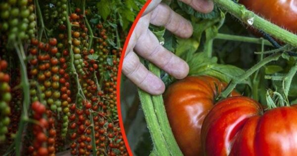 Tomates gigantes na sua horta, uma colher de sopa deste ingrediente, recomendado por todos os jardineiros!