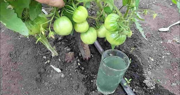 Tomates grandes por fora e suculentos por dentro, enterre assim e você verá o dobro da colheita
