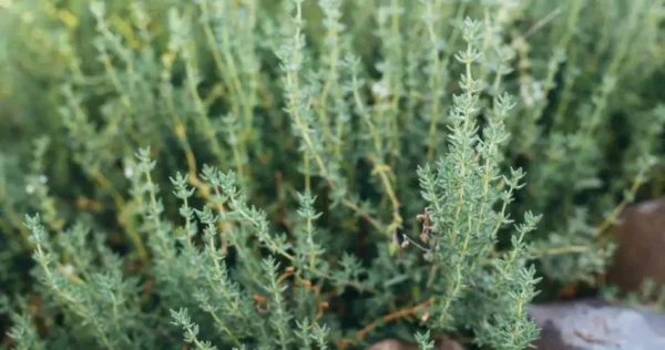 Tomilho: segredos e dicas para plantar e cultivar com sucesso