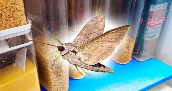 Traças de mercearia em seus armários? Graças a esses dois ingredientes, eles desaparecem para sempre