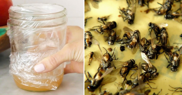 Truque DIY para eliminar moscas durante a estação quente