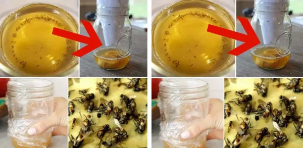 Truque DIY para eliminar moscas em clima quente