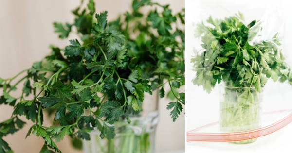Truque para manter a salsa fresca por até um mês na geladeira