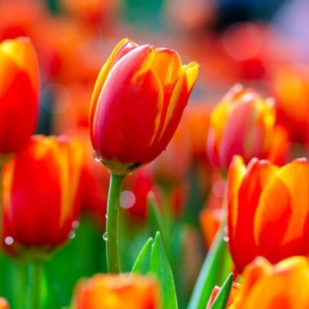 Tulipas coloridas e exuberantes com este fertilizante DIY!