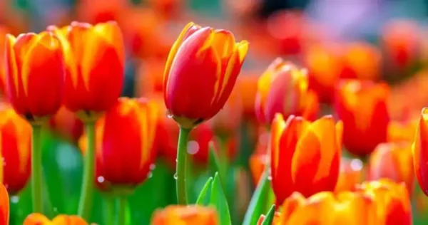 Tulipas exuberantes e coloridas com este fertilizante caseiro!