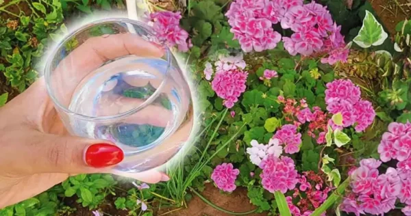 Um copo de vinagre é a solução perfeita para o seu maior problema de jardim. Como usá-lo?